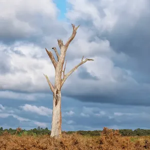 Decaying Old dead gum tree in a field with storm clouds in the background Decaying Old dead gum tree in a field with storm clouds in the background