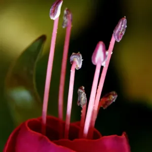 Deep pink flower Deep pink flower