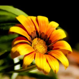 Deep yellow flower face Deep yellow flower face
