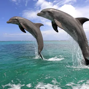Delfin (Grosser Tuemmler) Delfin (Grosser Tuemmler)