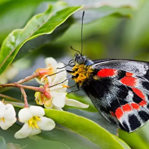 Delias nigrina. common jezabel butterfly