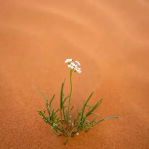 A desert flower survives in the desert
