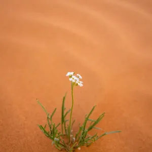 Print of a Desert Flower Thriving in the Australian Outback Print of a Desert Flower Thriving in the Australian Outback