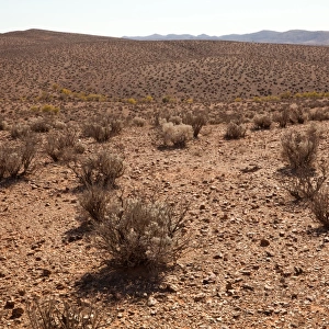 Desert Saltbush