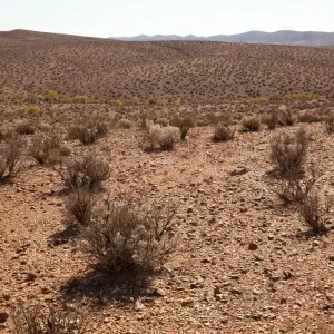 Desert Saltbush