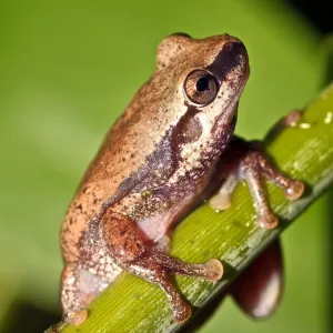 Desert tree frog Desert tree frog