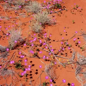 Desert Wild Flowers Print in Northern Territory, Australia