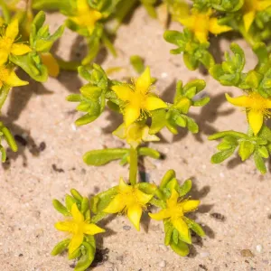Desert Wildflower Print, Outback South Australia Desert Wildflower Print, Outback South Australia