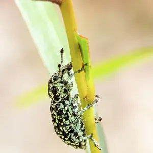 A Diamond Beetle, or Botany Bay Weevil insect clinging to the stem of a plant A Diamond Beetle, or Botany Bay Weevil insect clinging to the stem of a plant