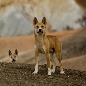 Dingos in the Painted Desert SA Dingos in the Painted Desert SA