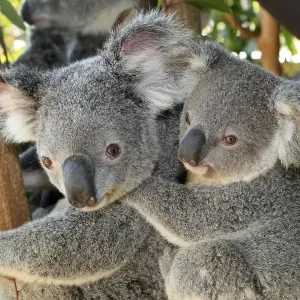Koala Print - Queensland, Australia