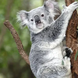 KOALA KOALA