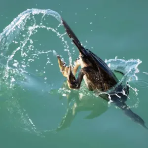 The dive
