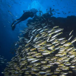 Diver on the Great Barrier Reef