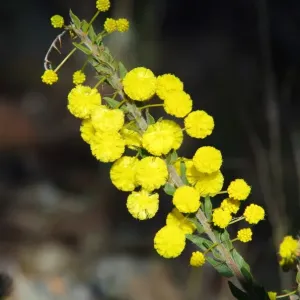 Divine Nature