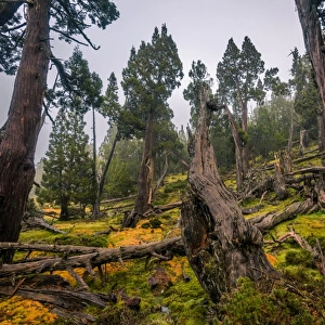 Dixon Kingdoms Pencil Pine forest in Walls of Jerusalem National Park, Tasmania