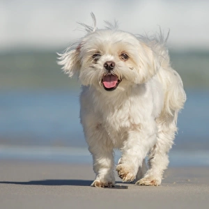 Dog on beach. South Australia