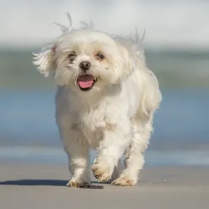Dog on beach. South Australia Dog on beach. South Australia