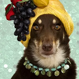 A dog dressed as Carmen Miranda
