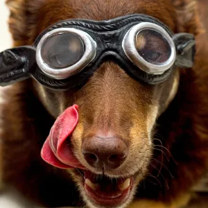 Dog in Goggles licking lips