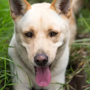 Dog looks into the camera smiling Dog looks into the camera smiling
