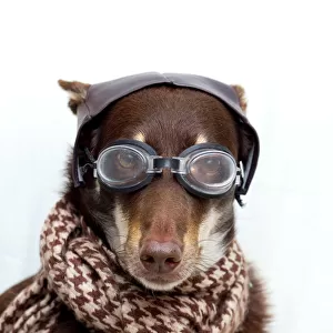 Dog in a old pilot outfit