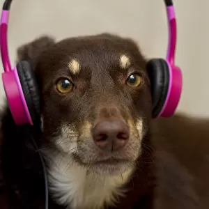 Dog with Pink Earphones