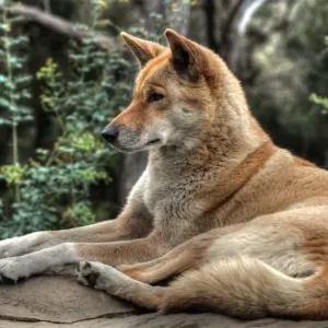 Dog sitting on rock Dog sitting on rock