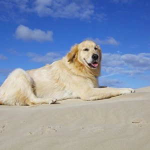 Dog sitting in sand