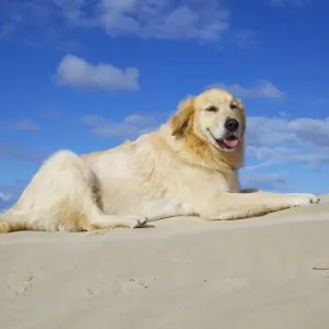 Dog sitting in sand Dog sitting in sand