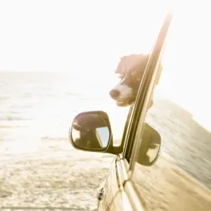 Dog sticking head out car window on beach Print