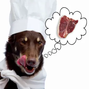 Dog thinking about steak Dog thinking about steak