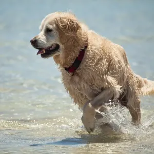 Dogs Dogs