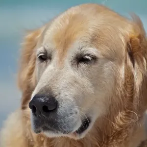 Dogs Dogs