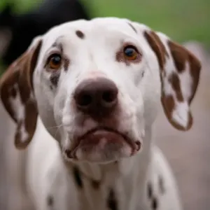 Dogs Dogs