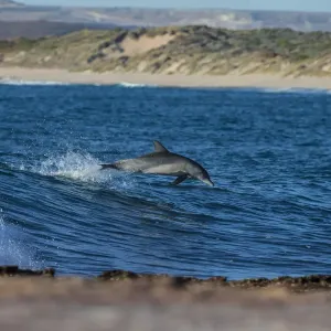 Dolphin Dolphin