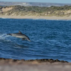 Dolphin jump Dolphin jump