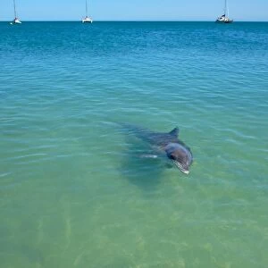 Coral Coast, Western Australia Photographic Print Collection: Shark Bay