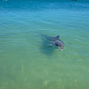 Dolphin at Monkey Mia Resort