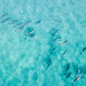 Dolphin Squad Dolphin Squad