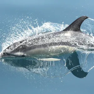 Dolphin Surfacing Dolphin Surfacing
