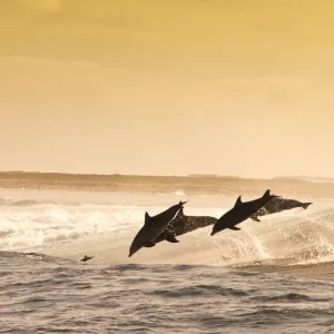 Dolphins at Abrolhos Islands