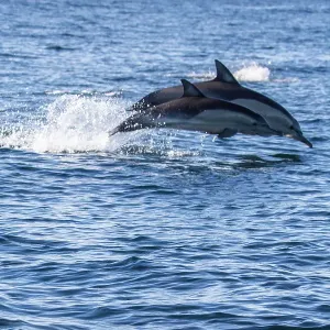 Dolphins jumping Dolphins jumping