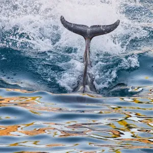 A dolphins tail A dolphins tail