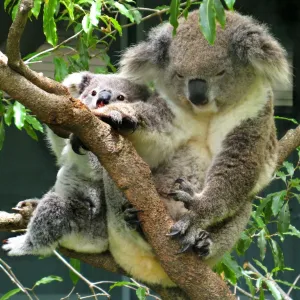 Print of Koala Mother and Baby in Tree