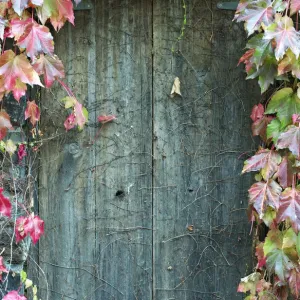 Porte de jardin secret.