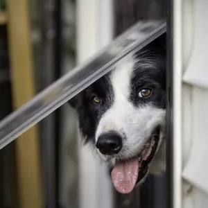 The Doorman Print - Australian Border Collie