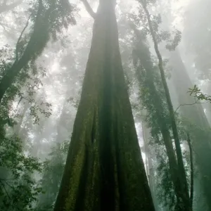 Dorrigo rain forest Dorrigo rain forest