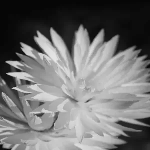 Double Daisies Double Daisies