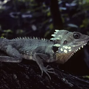 Dragon, Boyos Rainforest, western Queensland, Australia